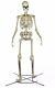 12 Ft Foot Giant Skeleton With Animated Lcd Eyes Halloween Prop Home Depot