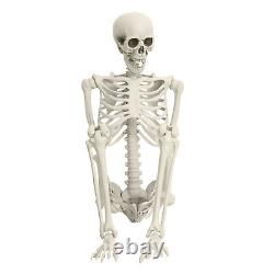 2×5.4FT Halloween Poseable Life Size Skeleton Party Prop Human Anatomy Model US