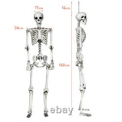5.4Ft Halloween Skeleton Life Size Realistic Full Body Hanging With Movable Joints