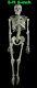 Life Size Bucky Skeleton Anatomy Skull Bones Prop Building Halloween Decorations