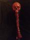 Life Size Bloody Skull Spine Prop Horror Gore