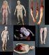 Mega Massacre Combo Life Size Corpse Bodies & Limbs The Walking Dead Horror Prop