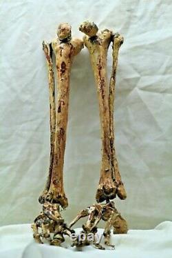 Rare Bucky Skeleton Lower Leg Bones Halloween Prop Hand Painted