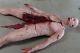 Split Cadaver Haunted House Halloween Horror Prop The Walking Dead Corpse